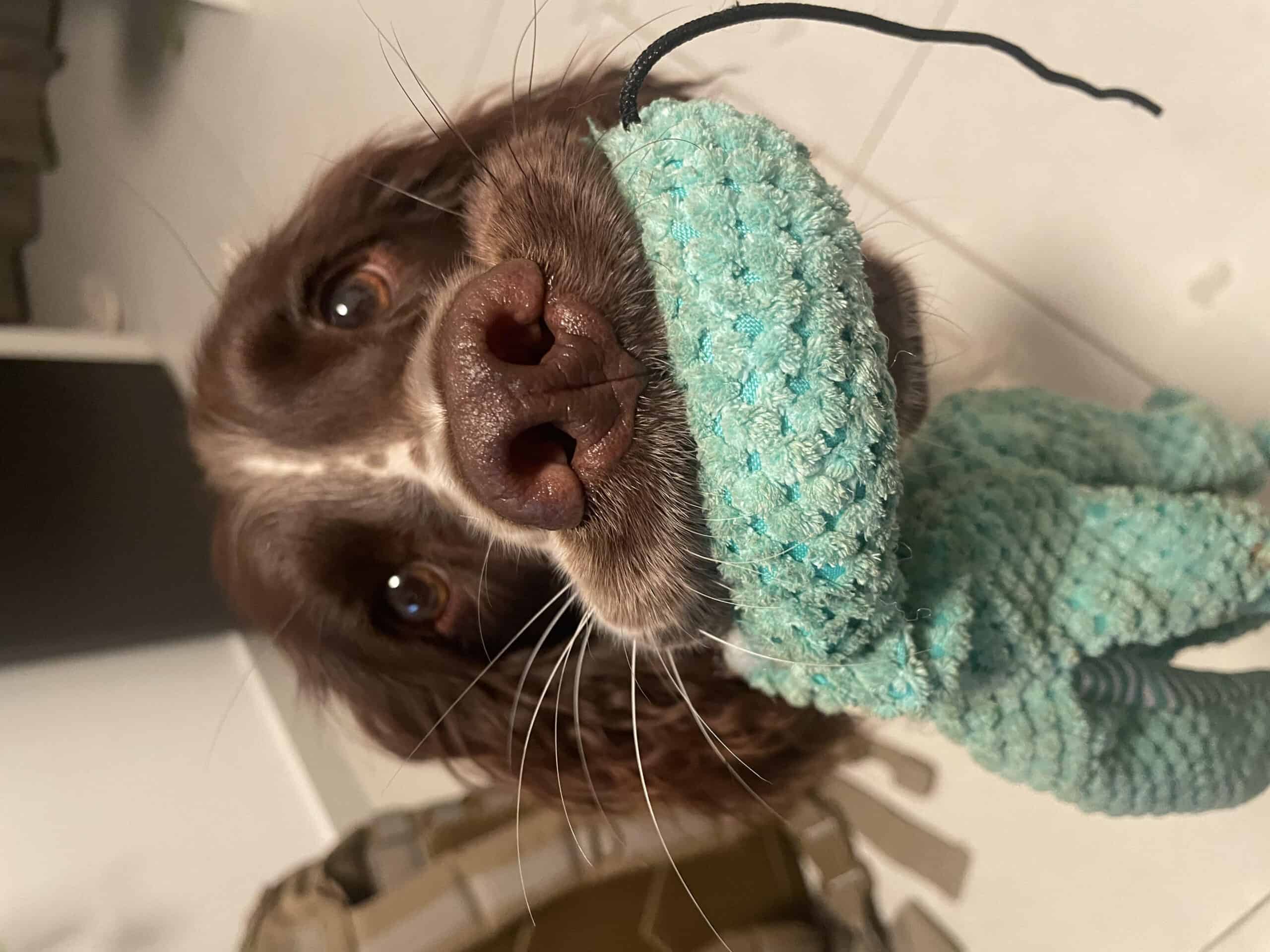 Playful dog with a textured green toy, showcasing cozy and stylish interiors at Olivehue Interiors.